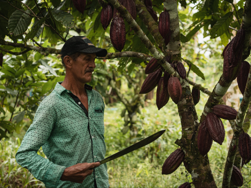 Experiencia cultivos cacao