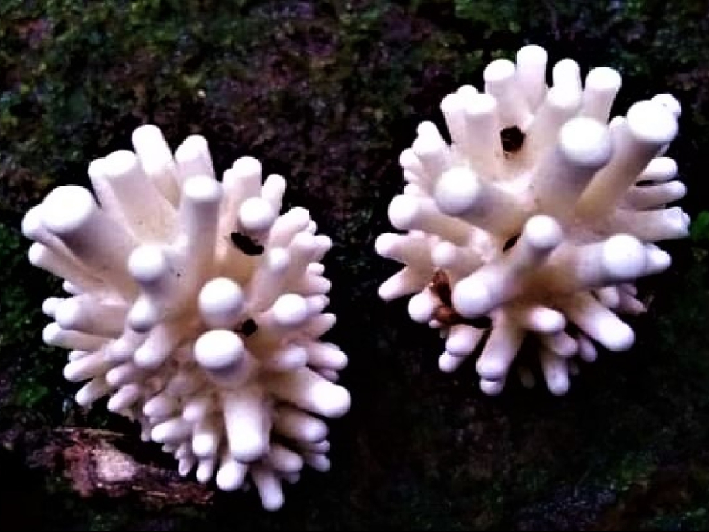 Mundo Fungi